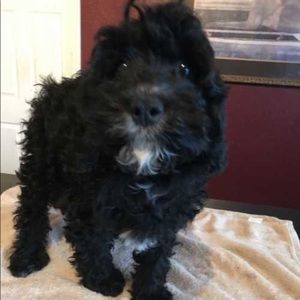 Meet your Posher, Madison